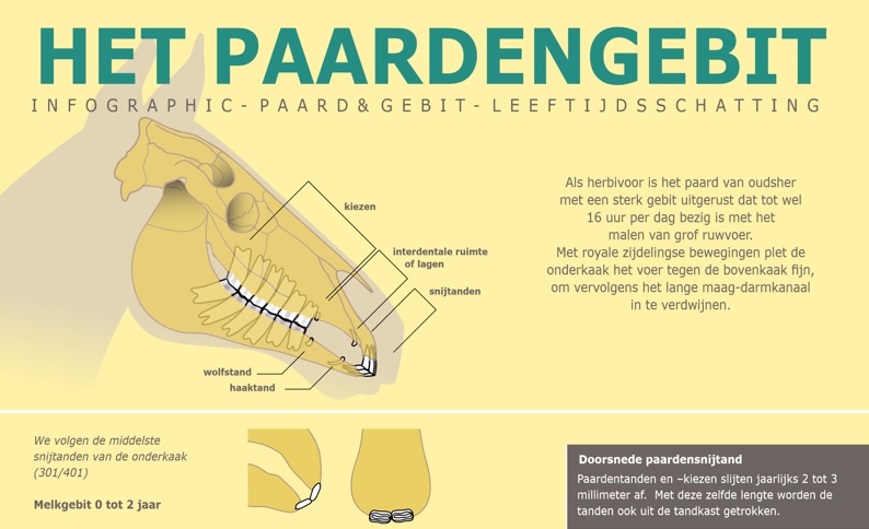 Leeftijdsschatting Gebitsverzorging Bij Paarden