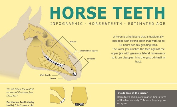 Infographic - estimated age for horses - Marcel Jacobs
