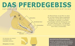 Alterseinschätzung bei Pferden